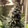 семена конопли недорого Auto Chocolope feminised