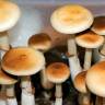 споровый оттиск купить споры Colombian Rust Spore
