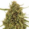 семена конопли для выращивания Widow Remedy regular Barneys Farm