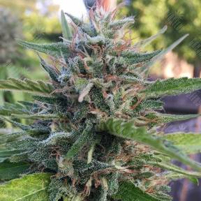 Widow Remedy regular Barneys Farm