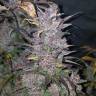 семена конопли интернет магазин Auto Blackberry feminised Fast Buds