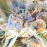 конопля семена сорта заказать Lost Coast Hash Plant feminised Humboldt Seeds