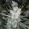 семена конопли курьером Lost Coast Hash Plant feminised Humboldt Seeds