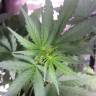 где заказать семена конопли Auto Jock Horror feminised Nirvana Seeds