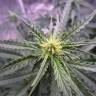 семена конопли почтой Auto Jock Horror feminised Nirvana Seeds