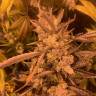 семена конопли Mendocino Skunk feminised Paradise Seeds