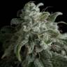 конопля семена сорта заказать Nefertiti feminised Pyramid Seeds
