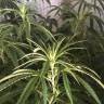 семена индийской конопли Nefertiti feminised Pyramid Seeds