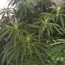 заказ семян конопли Москва Nefertiti feminised Pyramid Seeds