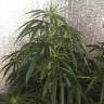 заказ семян конопли Спб Nefertiti feminised Pyramid Seeds