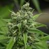семена конопли недорого Auto Haze Gom feminised