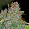 урожайные семена конопли Auto Blue Dream'matic feminised Fast Buds урожайные семена конопли Auto Blue Dream'matic feminised Fast Buds