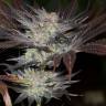 семена индийской конопли Lost Coast OG feminised Humboldt Seeds