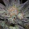 семена конопли Спб Lost Coast OG feminised Humboldt Seeds