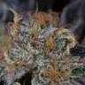 семена конопли индика Lost Coast OG feminised Humboldt Seeds