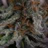 семена конопли для посадки купить Lost Coast OG feminised Humboldt Seeds