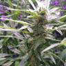 заказать качественные семена конопли Auto Lemon OG Haze feminised Nirvana Seeds