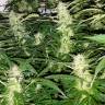 заказать на сайте семена конопли Auto Lemon OG Haze feminised Nirvana Seeds