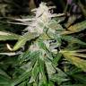 где можно заказать семена конопли Auto Lemon OG Haze feminised Nirvana Seeds