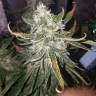 семена конопли автоцвет Auto Lemon OG Haze feminised Nirvana Seeds