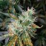 хорошие семена конопли Auto Lemon OG Haze feminised Nirvana Seeds