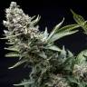 семена культурной конопли купить New York City feminised Pyramid Seeds