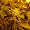 семена конопли в оригинальных упаковках Green Poison F1 Fast Version feminised Sweet Seeds семена конопли в оригинальных упаковках Green Poison F1 Fast Version feminised Sweet Seeds