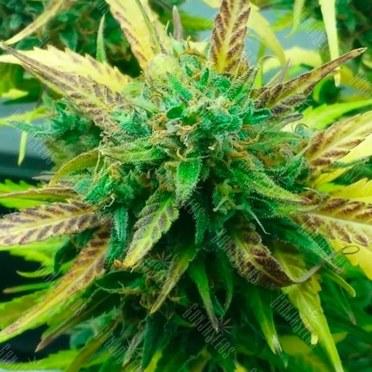Семена марихуаны Think Fast feminised Ganja Seeds