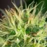 Annex feminised GanjaVIP Seeds Annex feminised GanjaVIP Seeds