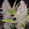 семена конопли купить Exodus Cheese feminised семена конопли купить Exodus Cheese feminised