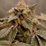 Exodus Cheese feminised Green House Seeds Exodus Cheese feminised Green House Seeds