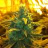 семена индийской конопли Exodus Cheese feminised Green House Seeds семена индийской конопли Exodus Cheese feminised Green House Seeds