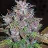 купить семена конопли Auto C4 feminised Fast Buds