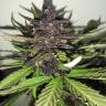семена конопли Auto C4 feminised Fast Buds