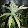 семена конопли для курения Mango Sapphire feminised Humboldt Seeds семена конопли для курения Mango Sapphire feminised Humboldt Seeds