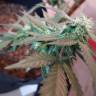 хорошие семена конопли Opium feminised Paradise Seeds