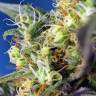 заказ семян конопли Спб Ice Cool CBD feminised Sweet Seeds