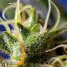 заказ семян конопли Москва Ice Cool CBD feminised Sweet Seeds