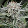 заказать семена конопли с доставкой курьером Widow Remedy feminised