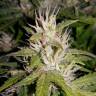семена сортовой конопли Auto AK 49 regular семена сортовой конопли Auto AK 49 regular