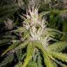 качественные семена конопли Auto AK 49 regular качественные семена конопли Auto AK 49 regular