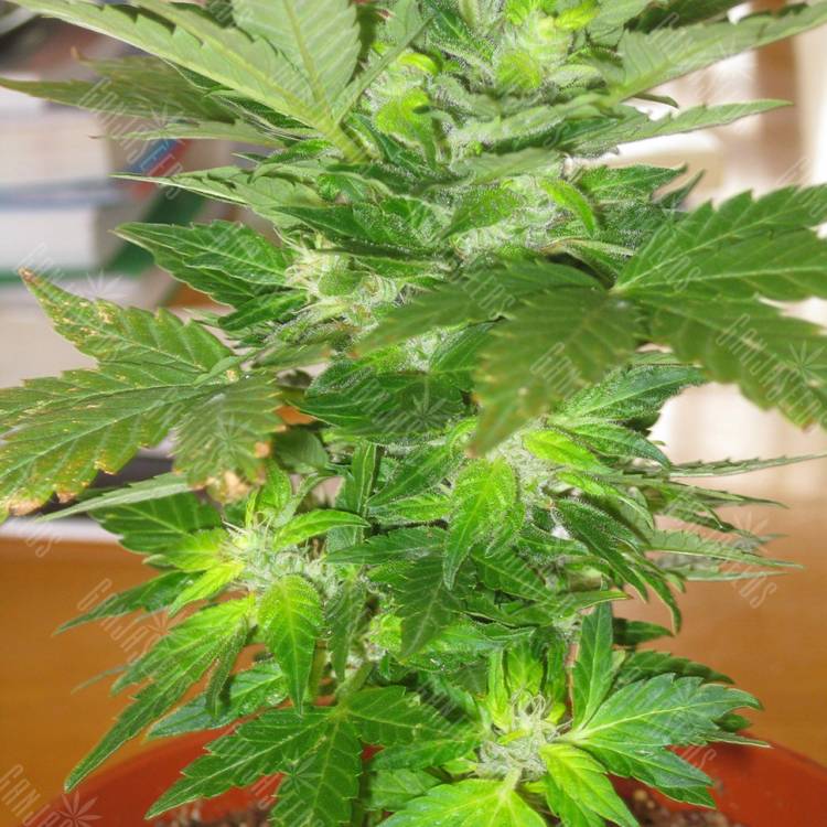 Семена конопли Auto Easy Ryder feminised Ganja Seeds Семена конопли Auto Easy Ryder feminised Ganja Seeds