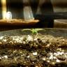 Семена конопли Colossus feminised GanjaVIP Seeds