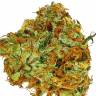Colossus feminised GanjaVIP Seeds