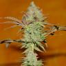 Colossus feminised GanjaVIP Seeds