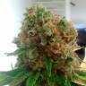 Colossus feminised GanjaVIP Seeds