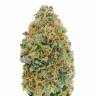 Colossus feminised GanjaVIP Seeds