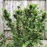 Frisian Duck feminised Dutch Passion Seeds Frisian Duck feminised Dutch Passion Seeds