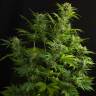 купить в России Auto Haze XXL feminised