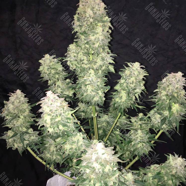 заказать в России Auto Haze XXL feminised 